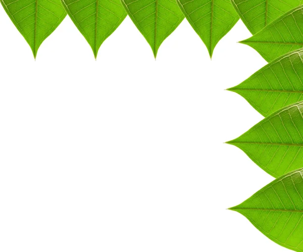 Gröna friska blad ram — Stockfoto