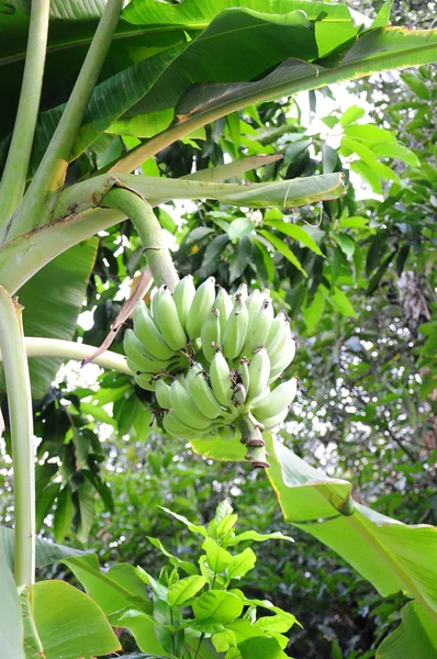 stock image Banana bunch