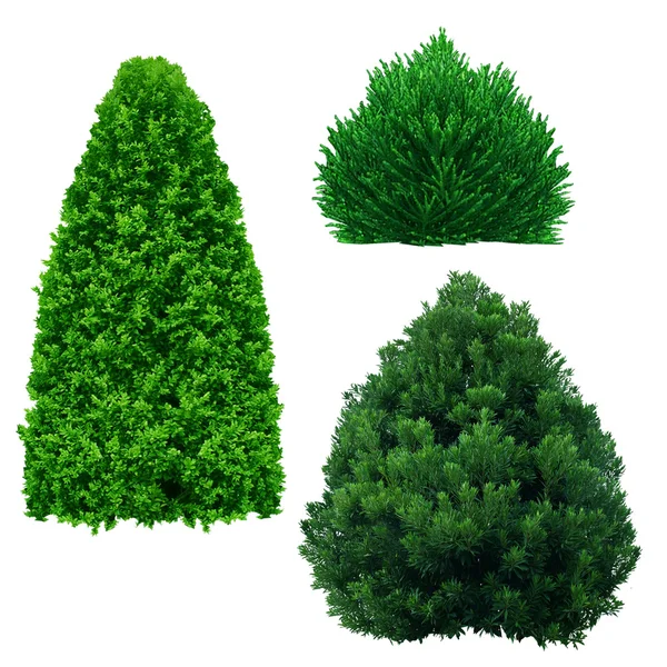 Grüne Bäume isoliert auf weiß Stockbild