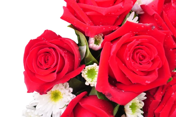 하얀 배경에 있는 아름다운 붉은 장미 스톡 사진