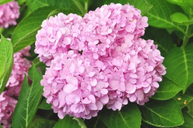 Hydrangea Macrophylla