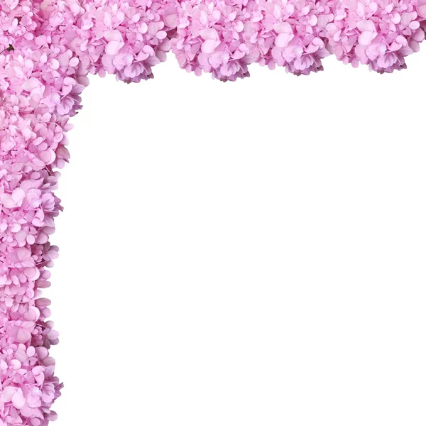 Pembe çiçek çerçeve — Stok fotoğraf