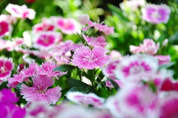 stock image PINK FLOWER