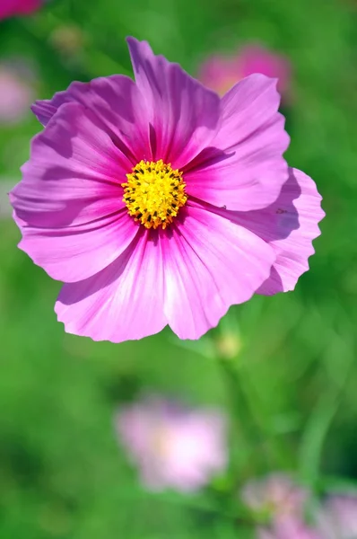 stock image Cosmos Flower