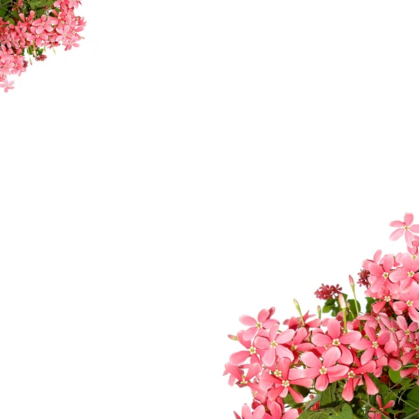 Rózsaszín virág Stock Kép