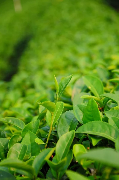 Knospen und Blätter des grünen Tees — Stockfoto
