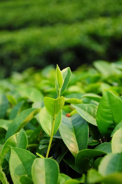 Pączek i liście zielonej herbaty — Zdjęcie stockowe