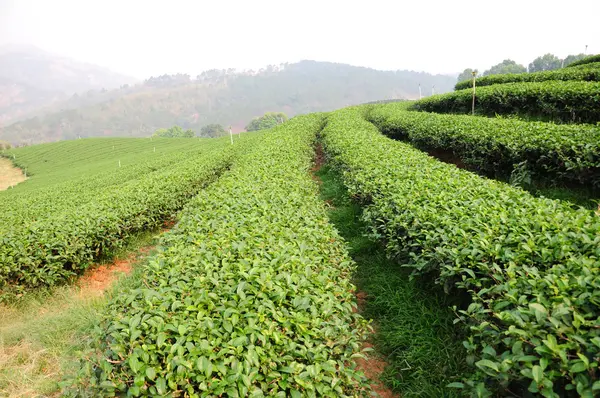 stock image Green tea plantation