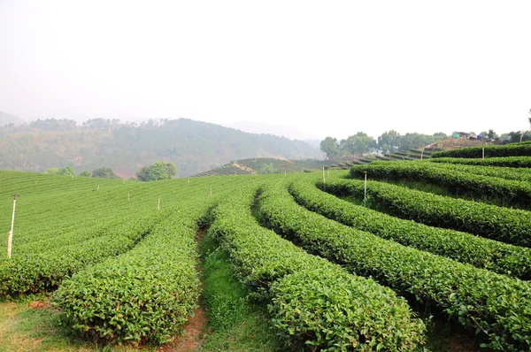 stock image Green tea plantation