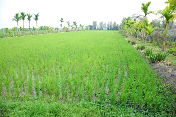 Рис в поле — стоковое фото