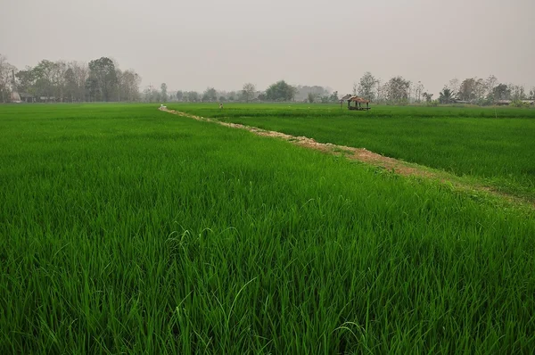 Террасный рис — стоковое фото