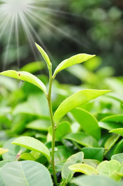 Tea plantation. — Stock Photo, Image