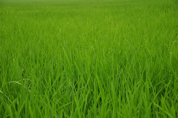 绿色的稻田 — 图库照片