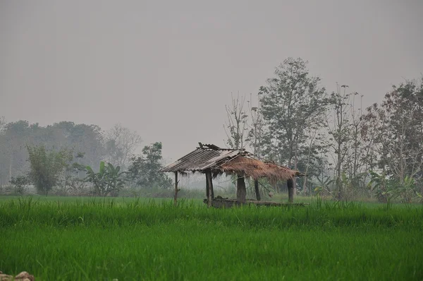 Cabaña en medio del arroz — Foto de Stock