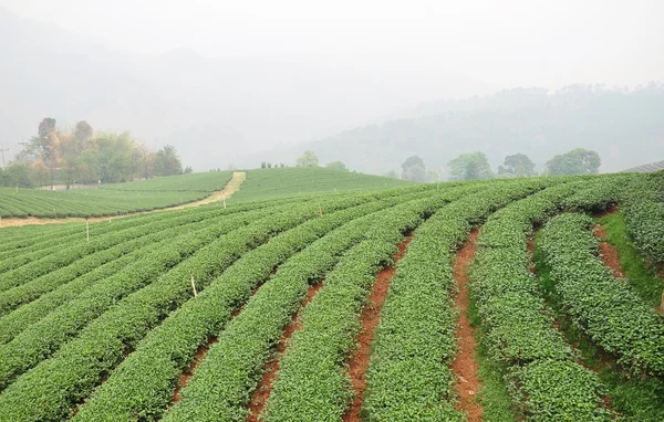 Tea ültetvény. Stock Fotó