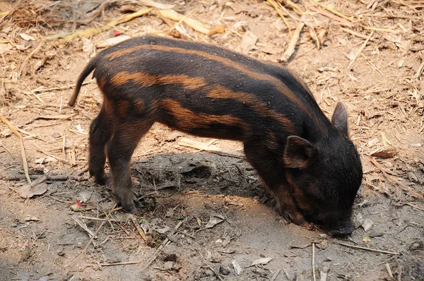 Bebek yaban domuzu — Stok fotoğraf
