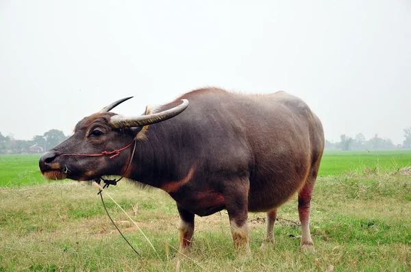 Water buffalo — Stock Photo, Image