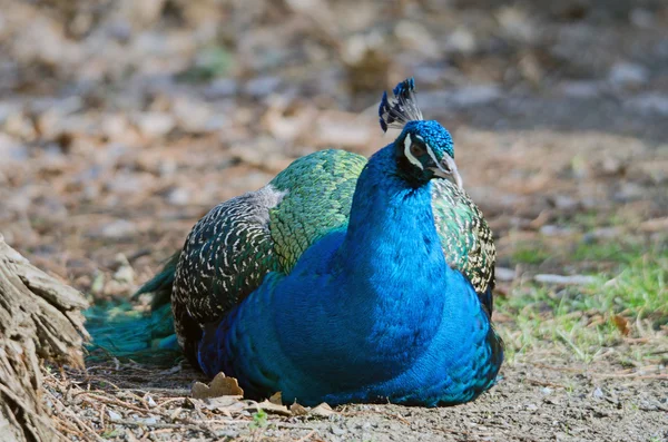 Pavo real azul — Foto de Stock