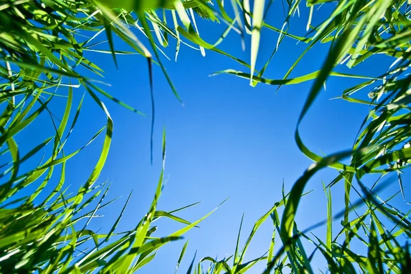 Grönt gräs med himlen — Stockfoto