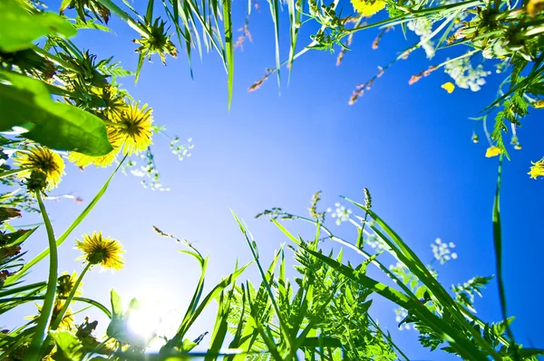 Groen gras met bloemen op de hemelachtergrond — Stockfoto