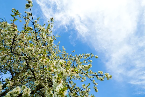 Virágzó tavasz fa — Stock Fotó