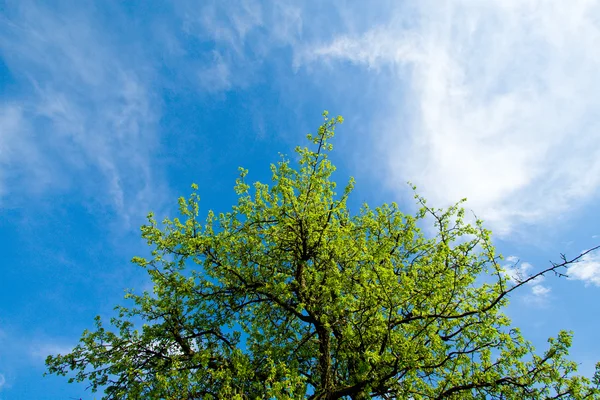 Небо дерево — стокове фото