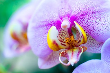 Orchid close-up clipart