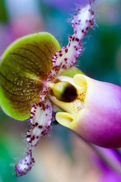 Gros plan sur l'orchidée — Photo