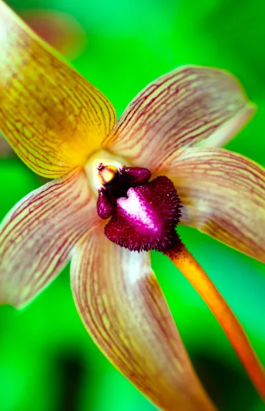 美しい蘭の花のクローズ アップ — ストック写真