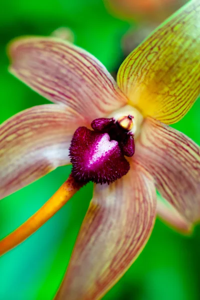 美しい蘭のクローズ アップ ショット — ストック写真
