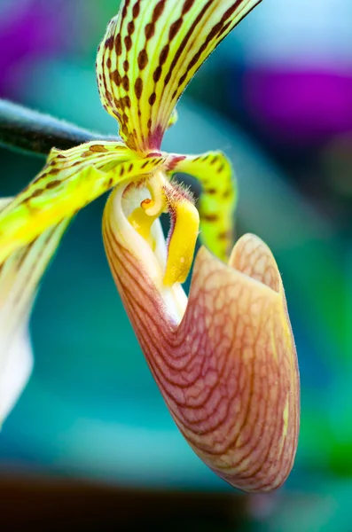 Hermosa orquídea primer plano — Foto de Stock