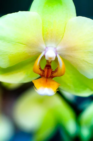 Żółta orchidea zbliżenie — Zdjęcie stockowe