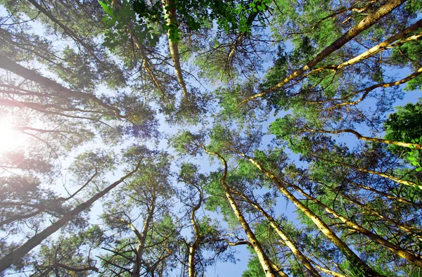 stock image Sunlight through pine trees