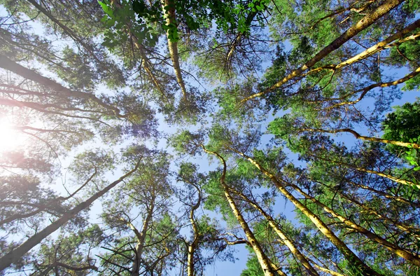 Sunlight through pine trees Stock Image