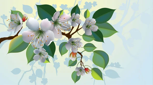 Pobočka, jabloňové květy. — Stockový vektor