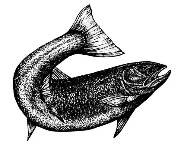 Boceto muy detallado de un salmón — Vector de stock