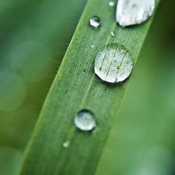 Σταγόνες βροχής σε πράσινο γρασίδι — Φωτογραφία Αρχείου
