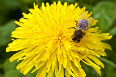 arı polen hasat ile Karahindiba çiçeği