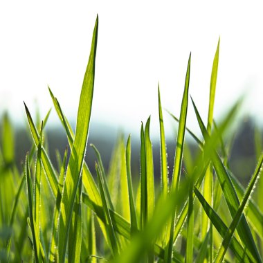 Silhouette of vivid fresh green grass clipart