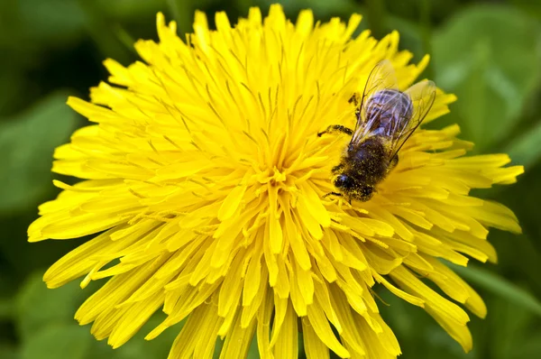 Löwenzahnblüte mit Bienen beim Pollen ernten — Stockfoto