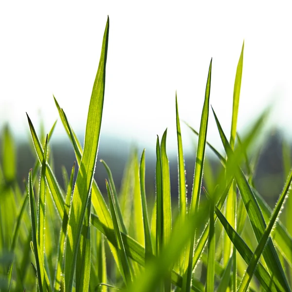 Silhouette of vivid fresh green grass — Stock Photo, Image