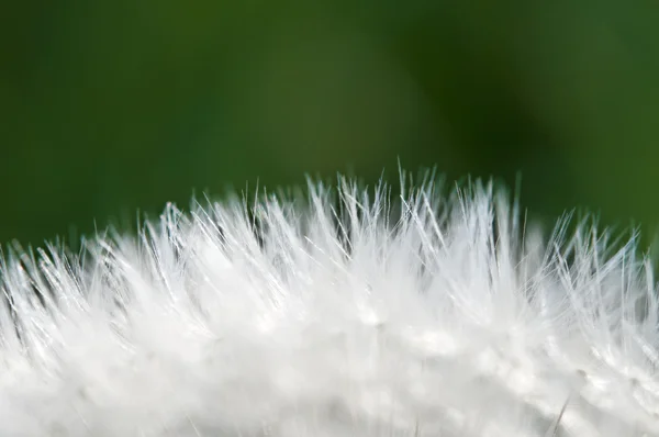 Dandelion macro in backlight — Stock Photo, Image