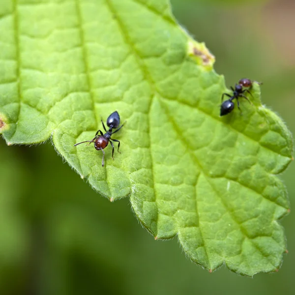 Formica formica foglia mangiare — Foto Stock
