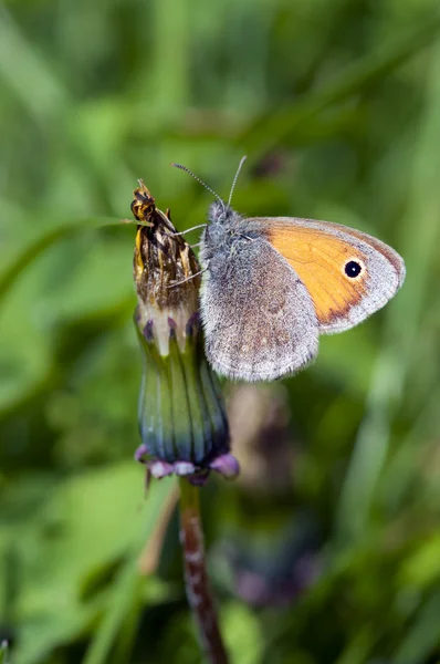 Mariposa sobre una flor de diente de león —  Fotos de Stock