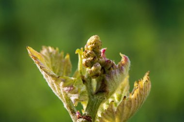 Grapevine çiçek