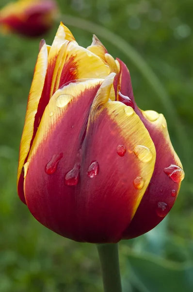 Tulip in de ochtenddauw — Stockfoto