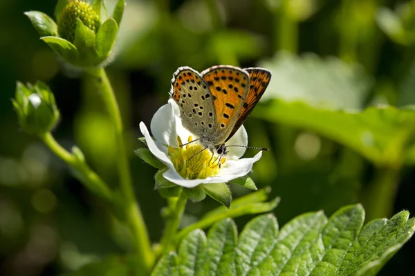 Butterfly on a strawberry flower — Stock Photo, Image