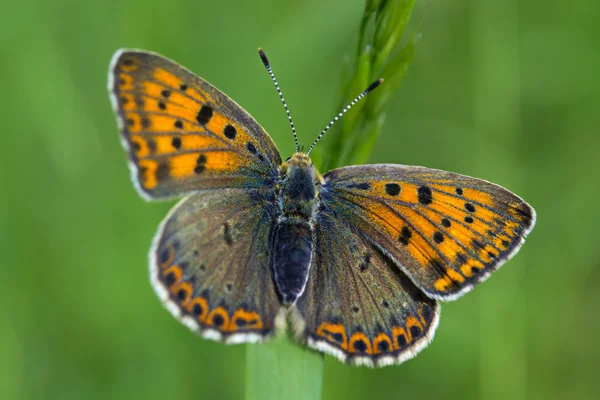 Macro mariposa en una hoja o hierba —  Fotos de Stock