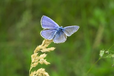 Butterlfy macro in a green meadow clipart