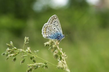 butterlfy makro yeşil bir çayırda